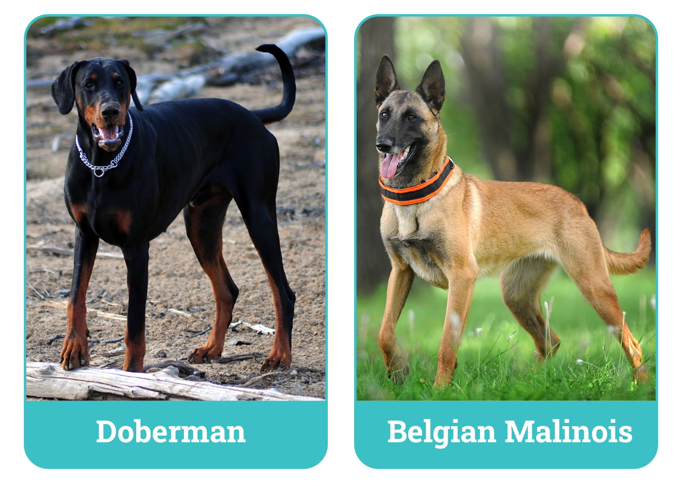 Doberman vs Belgian Malinois