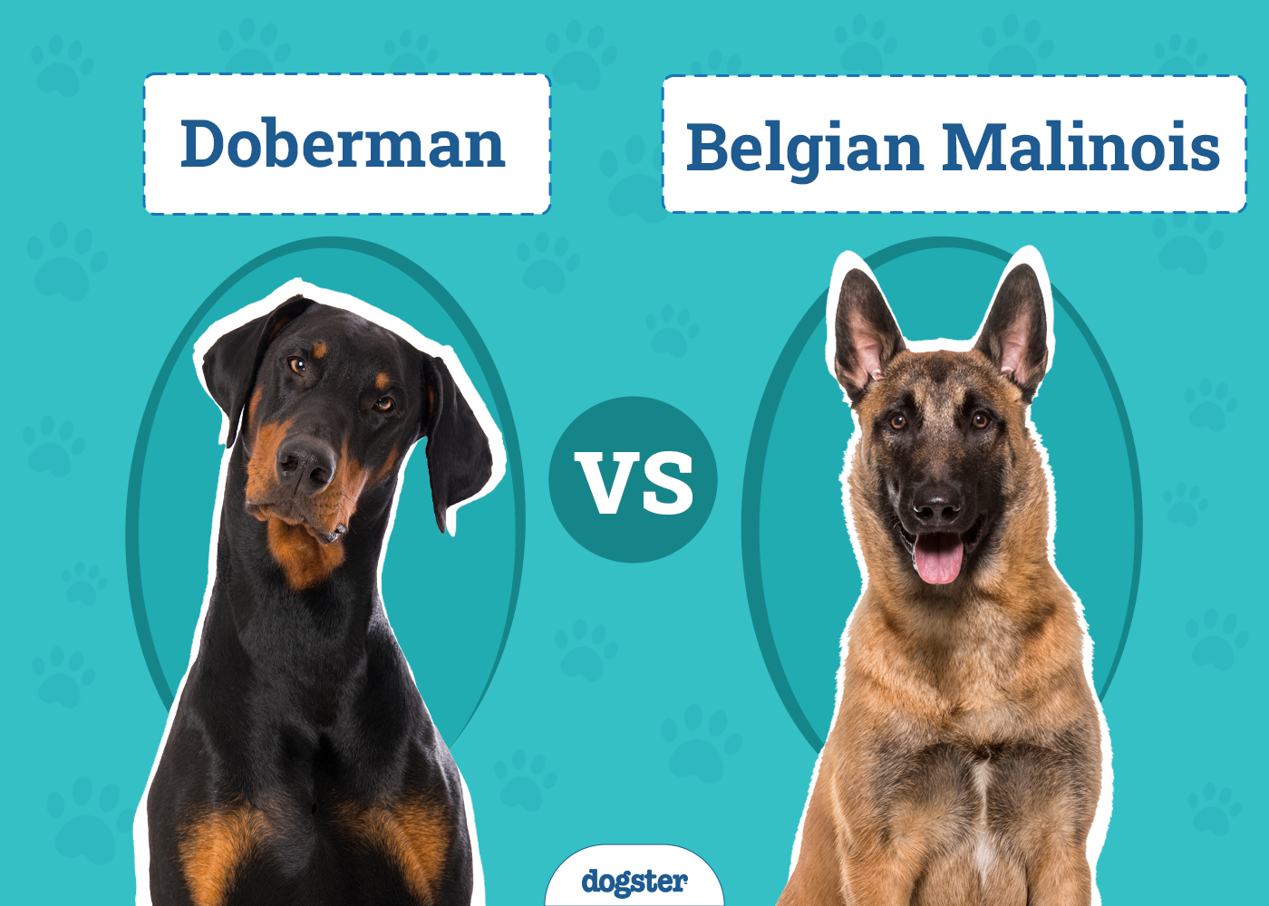 Doberman vs Belgian Malinois