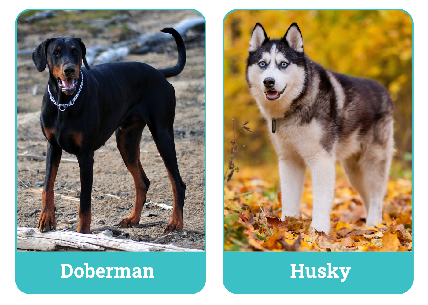 Doberman vs Husky