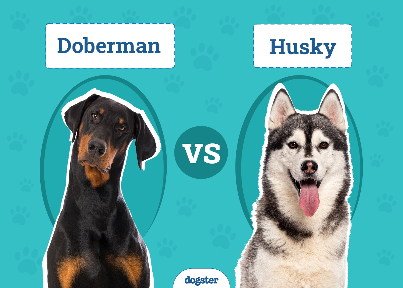 Doberman vs Husky