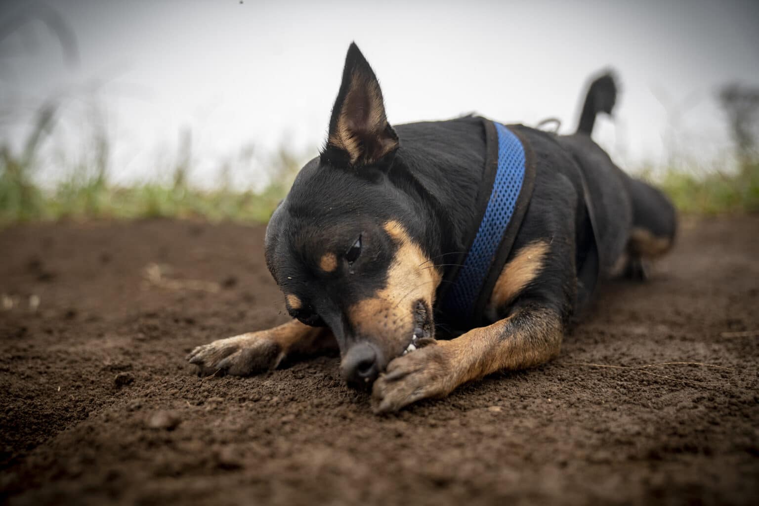 Why Do Dogs Chew Their Paws? 9 VetReviewed Reasons & What to Do Dogster