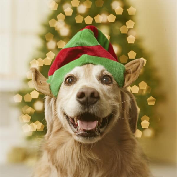 Golden retriever dog in elf hat, close-up