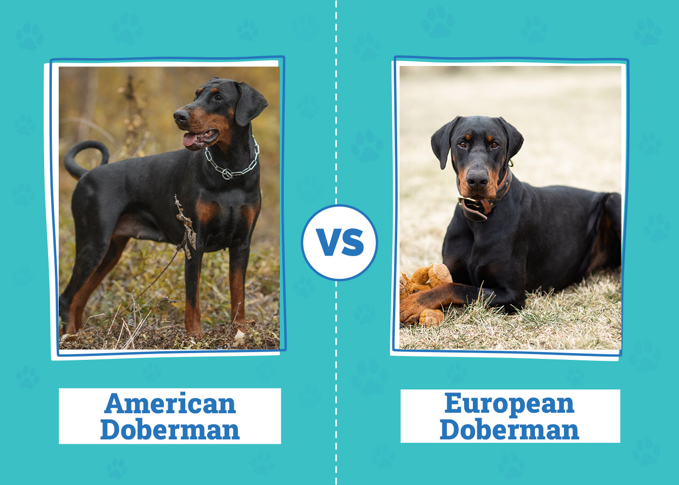 American vs European Doberman Main Differences (With Pictures) Dogster