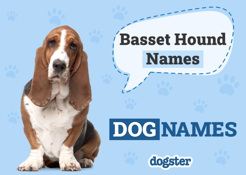 Dogster_Basset Hound Names