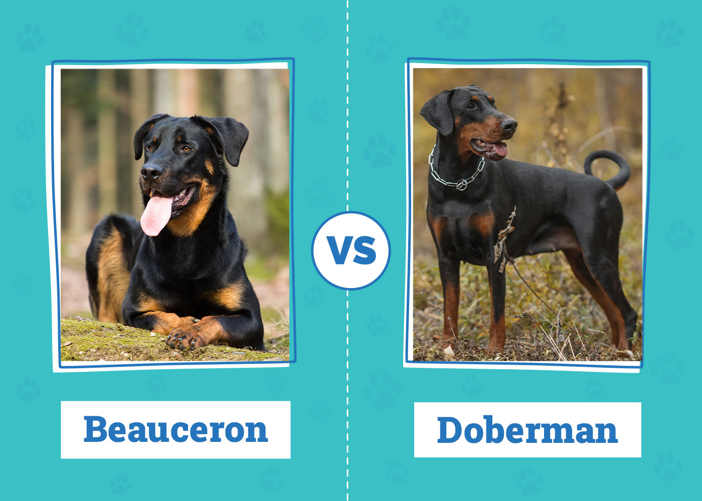 Beauceron vs. Doberman The Differences (With Pictures) Dogster
