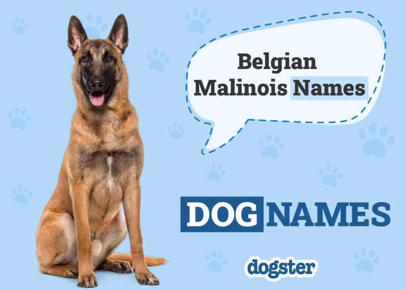 Dogster_Belgian Malinois Names