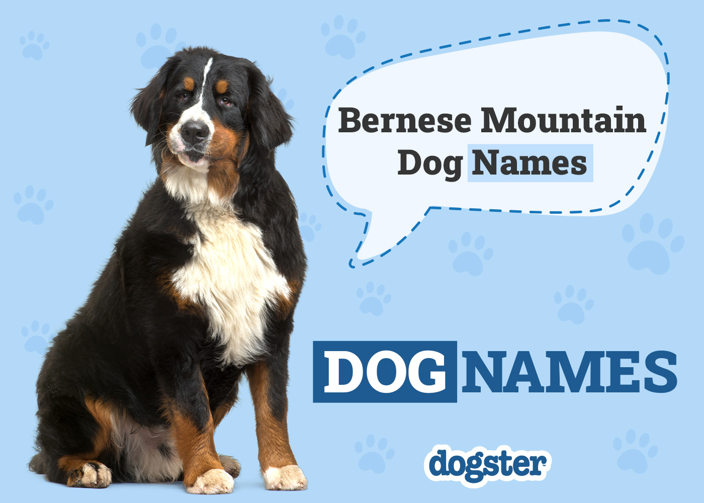 Bernese mountain dog names discount