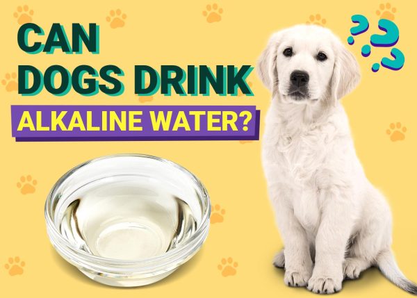 Can Dogs Drink Alkaline Water