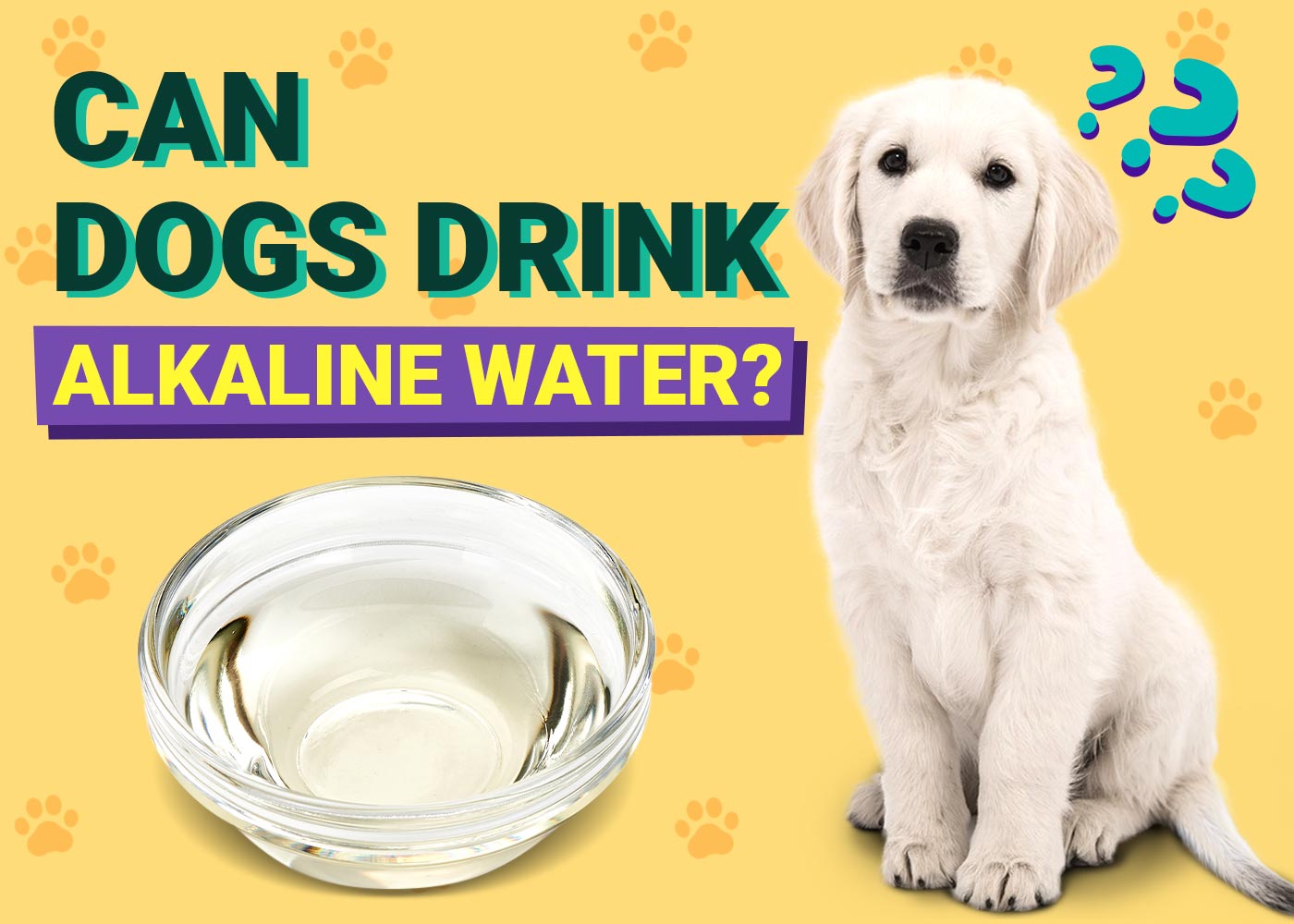 Can Dogs Drink Alkaline Water