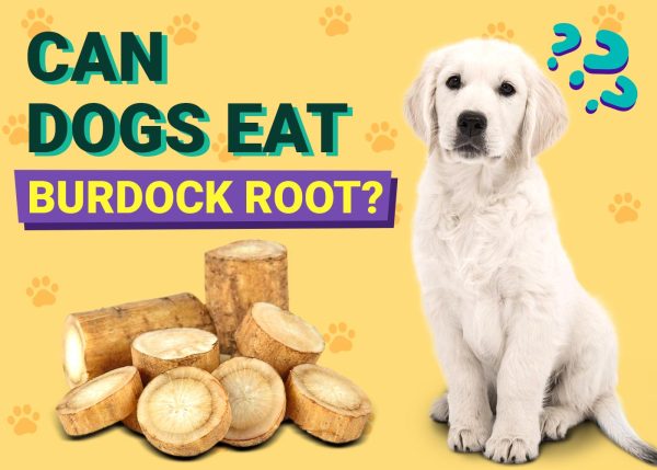 Can Dogs Eat Burdock Root