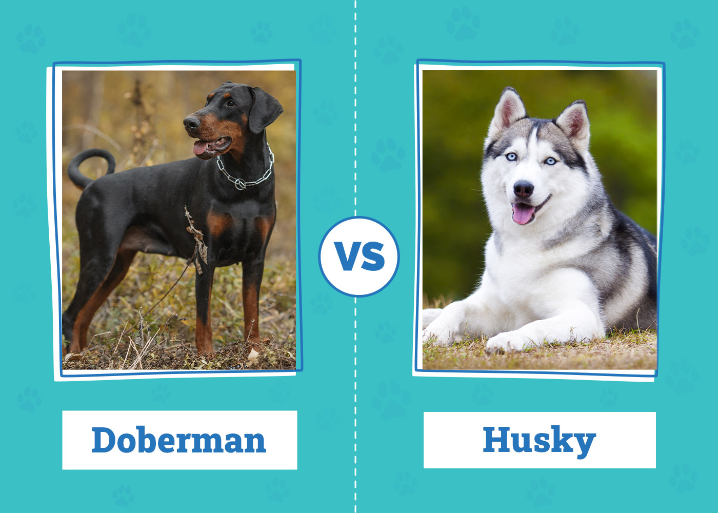 Doberman vs. Husky