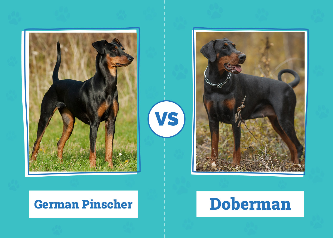 German Pinscher vs Doberman