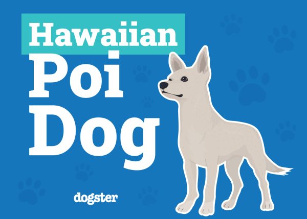 Hawaiian Poi Dog graphic image