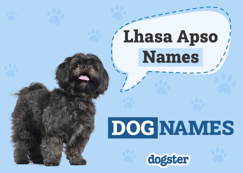 Dogster_Lhasa Apso Names