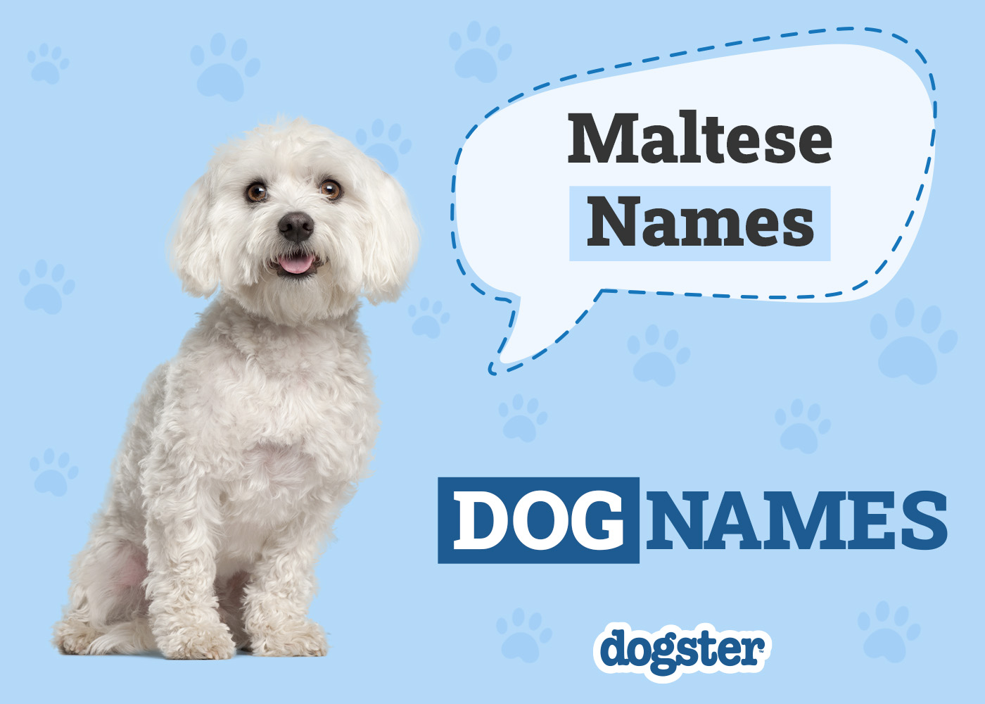 Dogster_Maltese Names