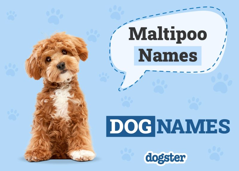 Dogster_Maltipoo Names