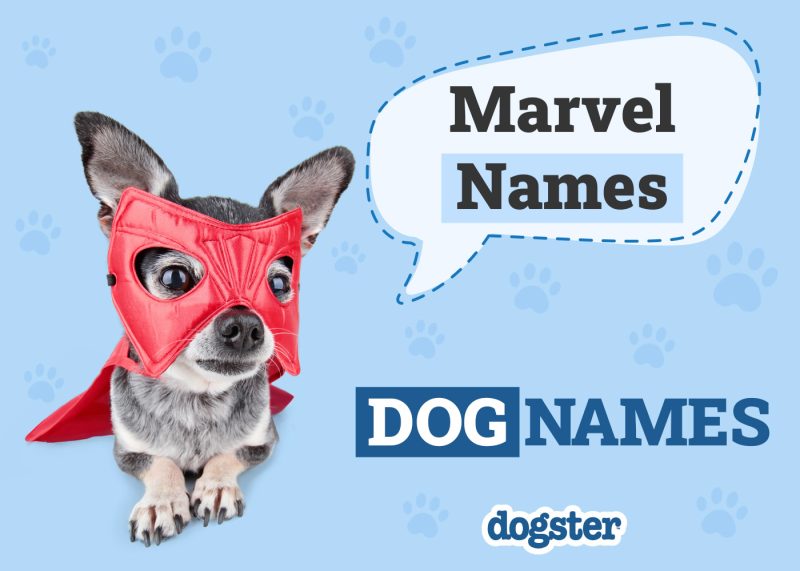 Dogster_Marvel Names