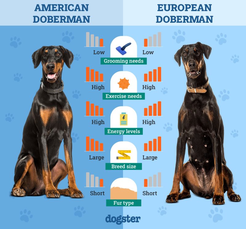 American vs European Doberman Main Differences (With Pictures) Dogster