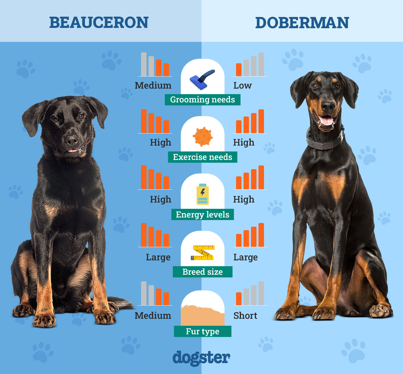 Dogster_Side by Side Comparison_ Beauceron vs Doberman