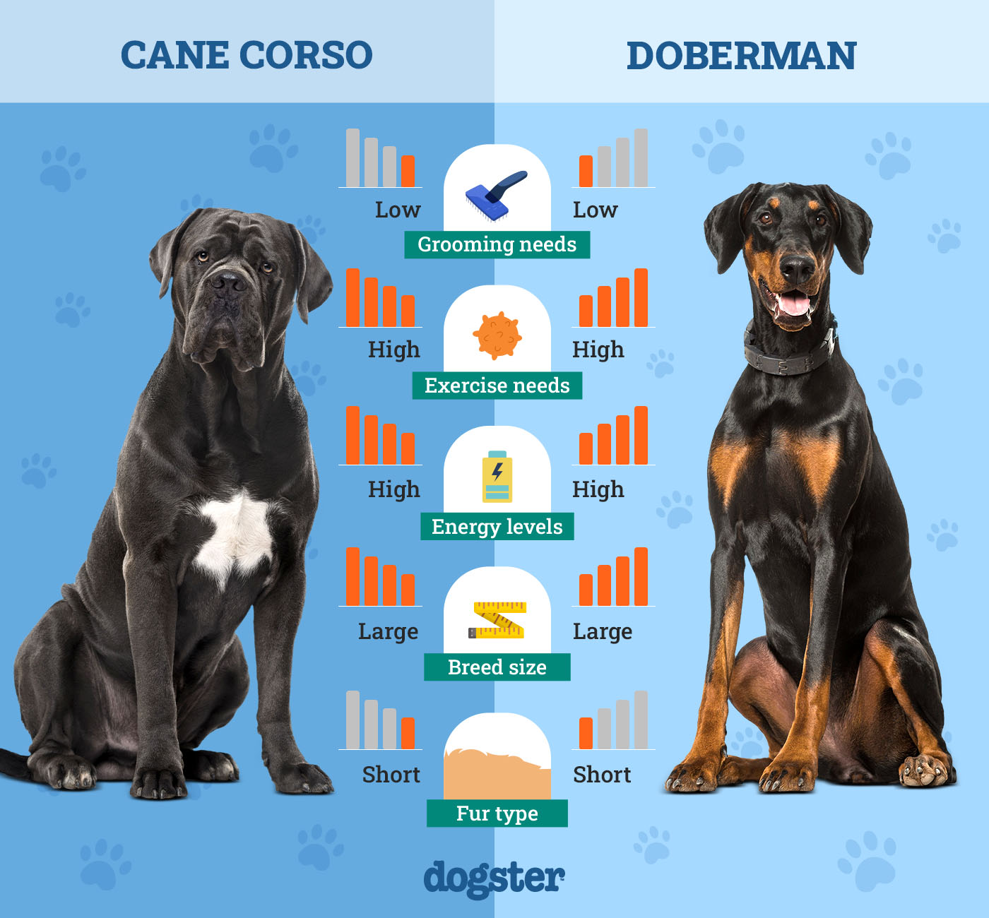 Dogster_Side by Side Comparison_ Cane Corso vs Doberman