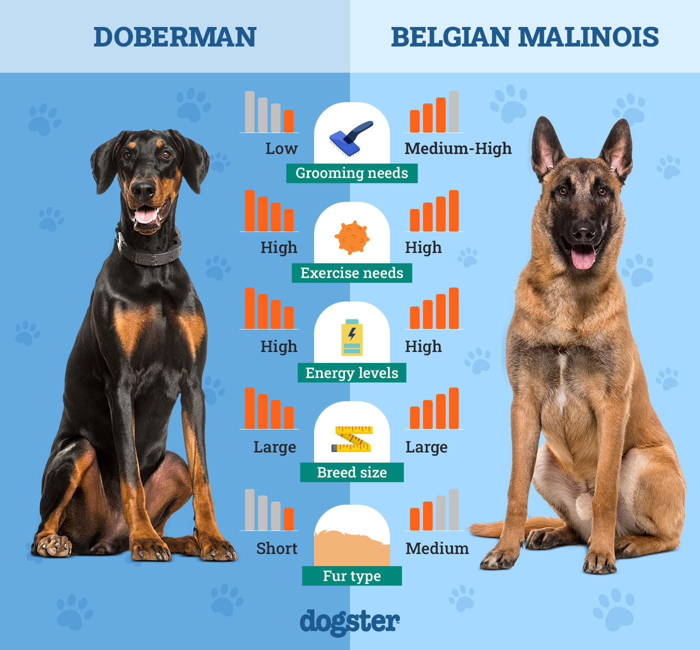 Dogster_Side by Side Comparison_ Doberman vs Belgian Malinois