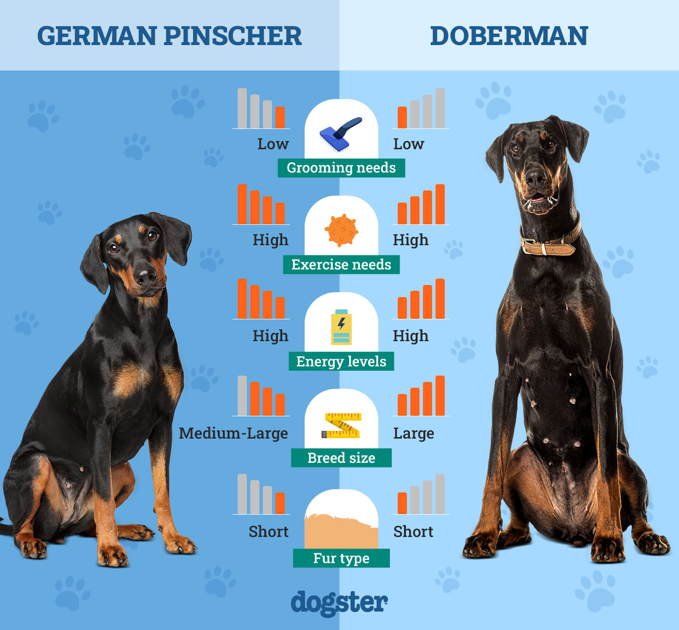 Dogster_Side by Side Comparison_ German Pinscher vs Doberman