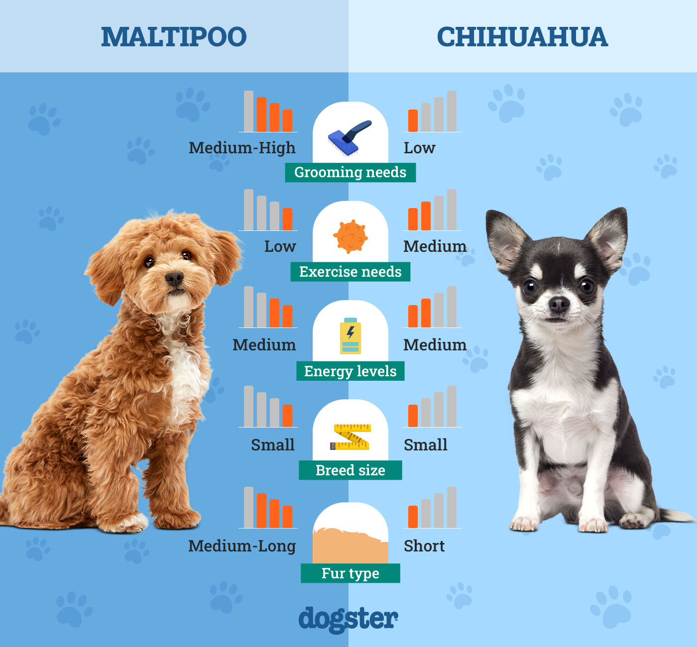 Dogster_Side by Side Comparison_ Maltipoo vs Chihuahua