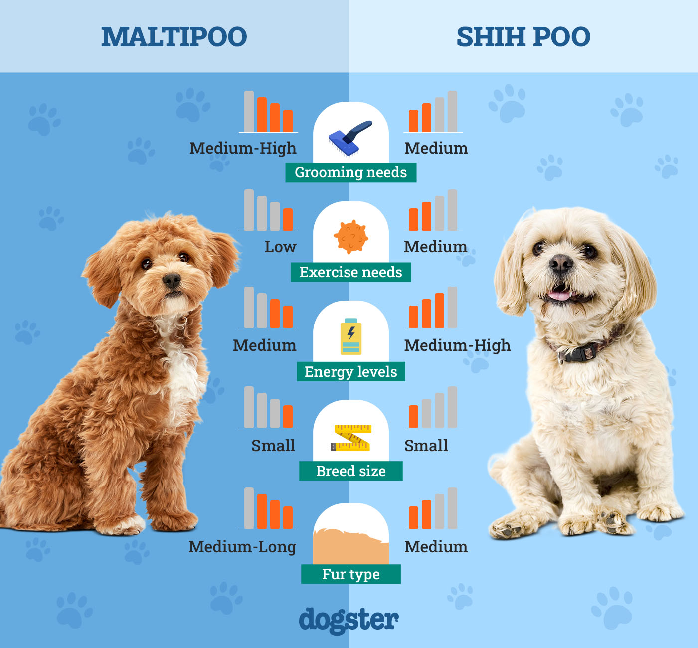 Dogster_Side by Side Comparison_ Maltipoo vs Shih Poo