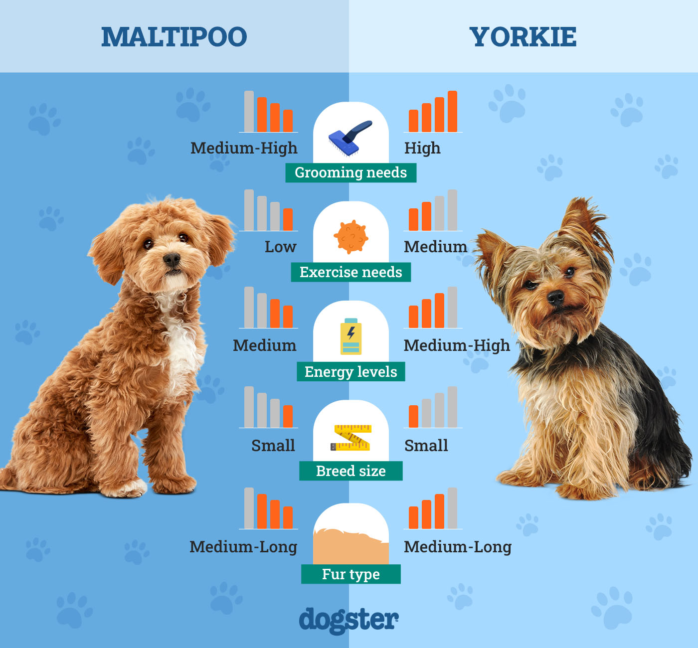 Dogster_Side by Side Comparison_ Maltipoo vs Yorkie