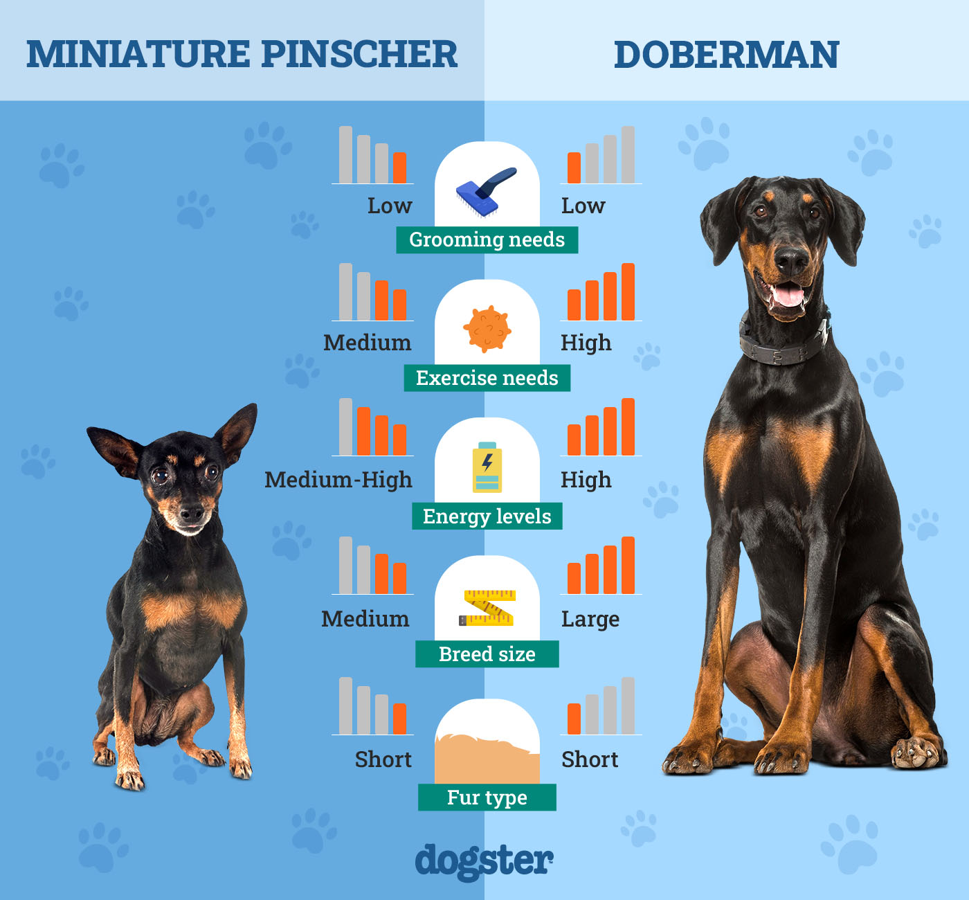 Size comparison between Doberman and Miniature Pinscher
