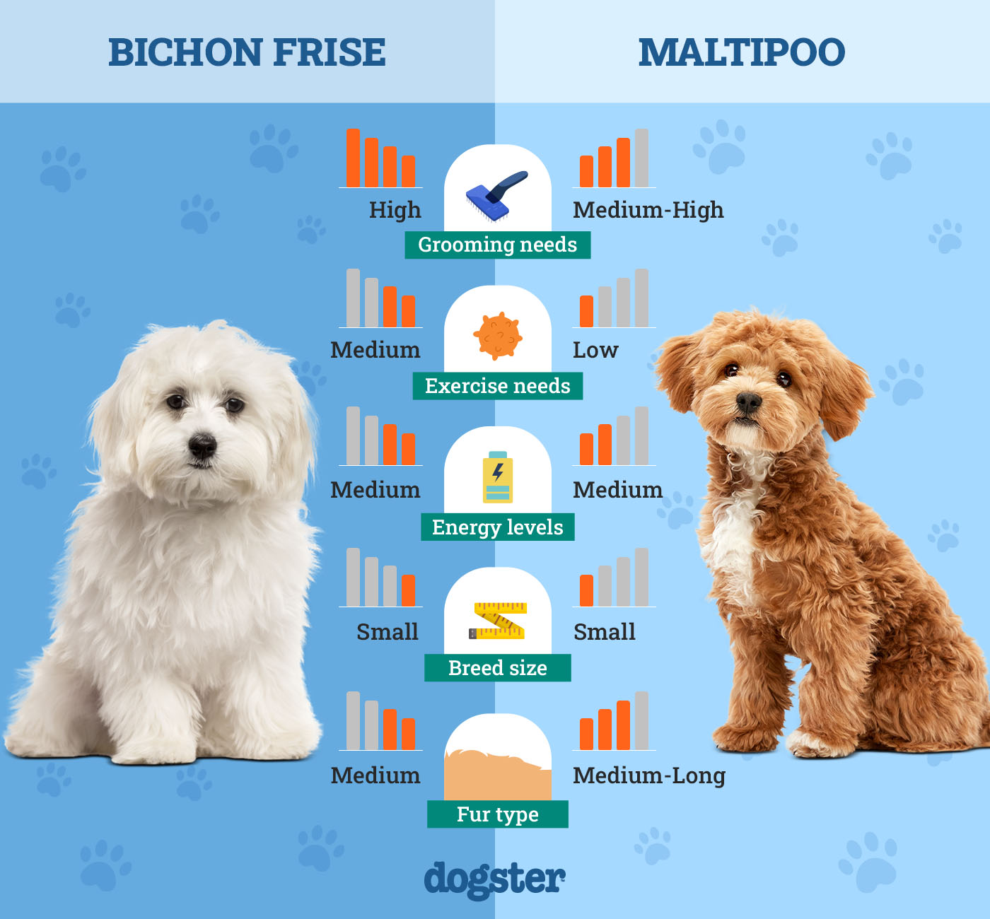 Dogster_Side by Side Comparison_Bichon Frise vs Maltipoo