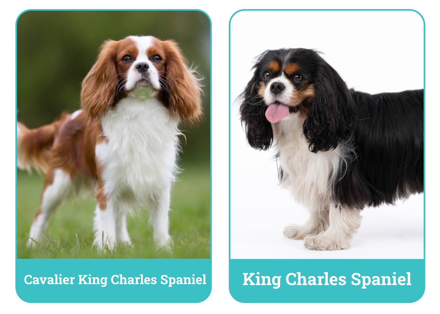 Side by Side Cavalier King Charles Spaniel & King Charles Spaniel