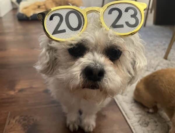 Dog celebrates New Years Eve