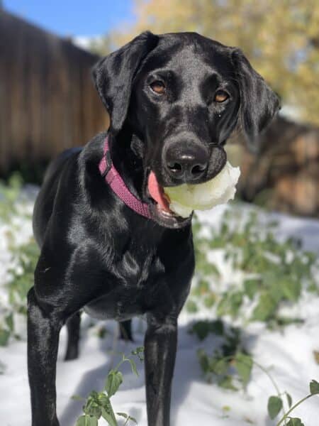 FieldLineLabrador Retriever DanJones