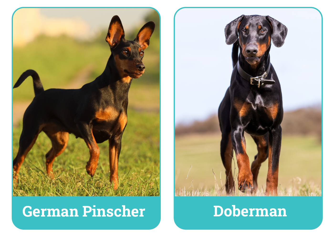 German Pinscher vs Doberman