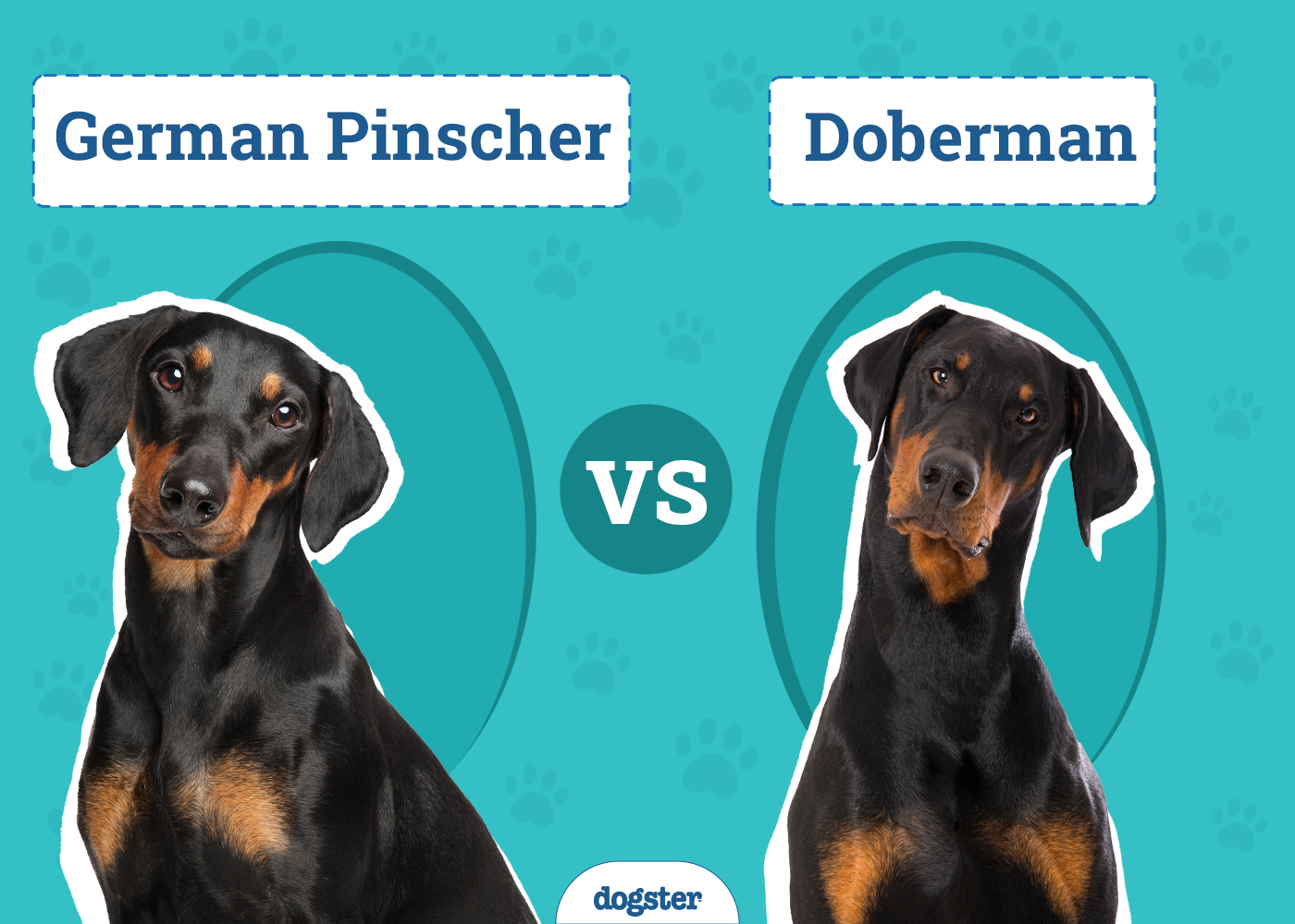 German Pinscher vs Doberman The Differences (With Pictures) Dogster