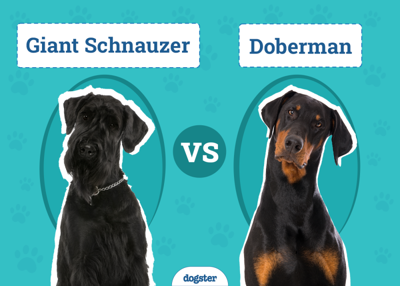 Giant Schnauzer vs Doberman