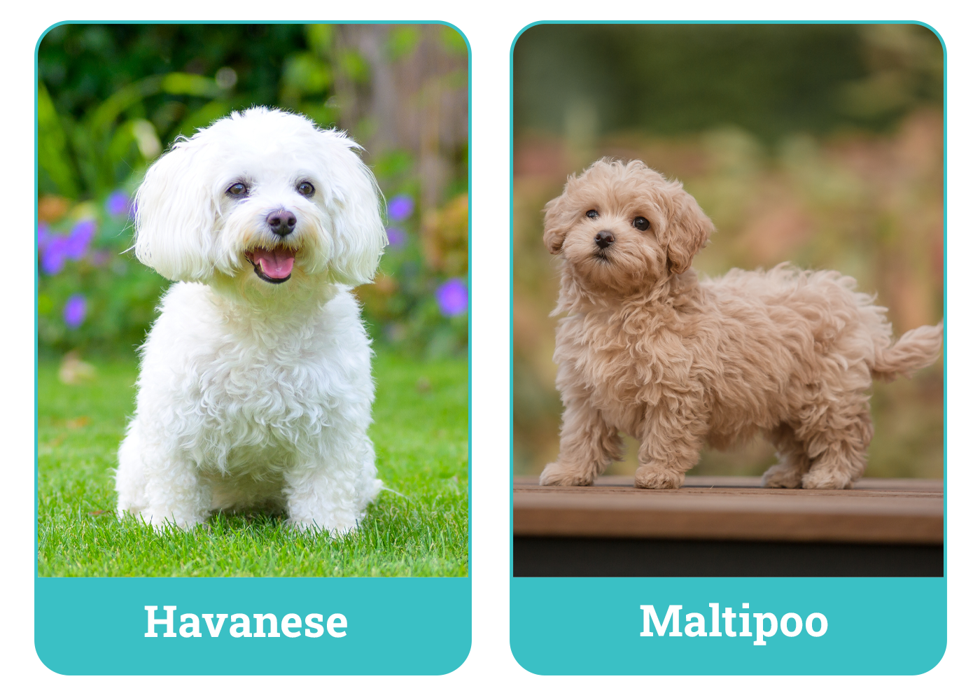 Havanese vs. Maltipoo