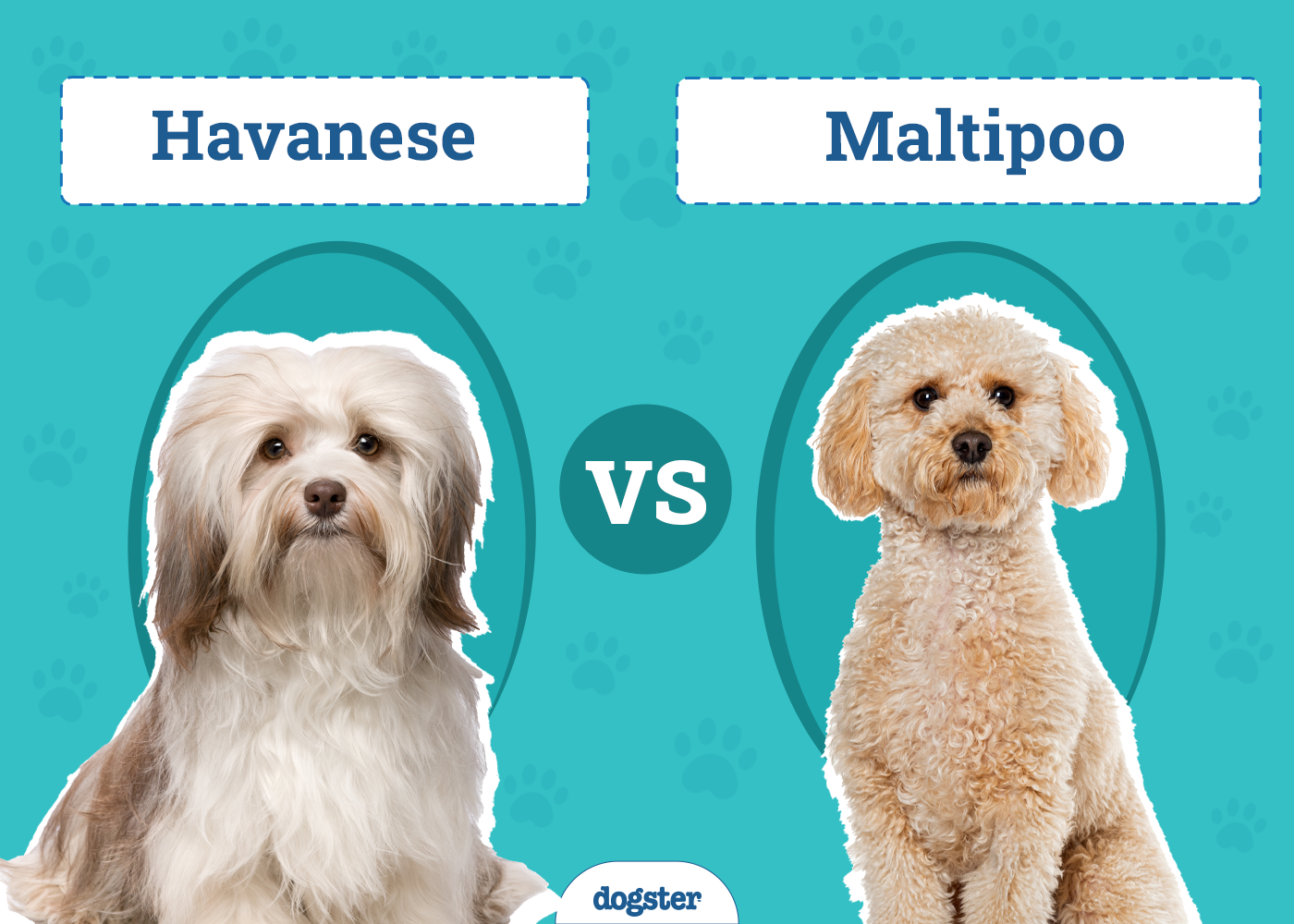 Havanese vs. Maltipoo