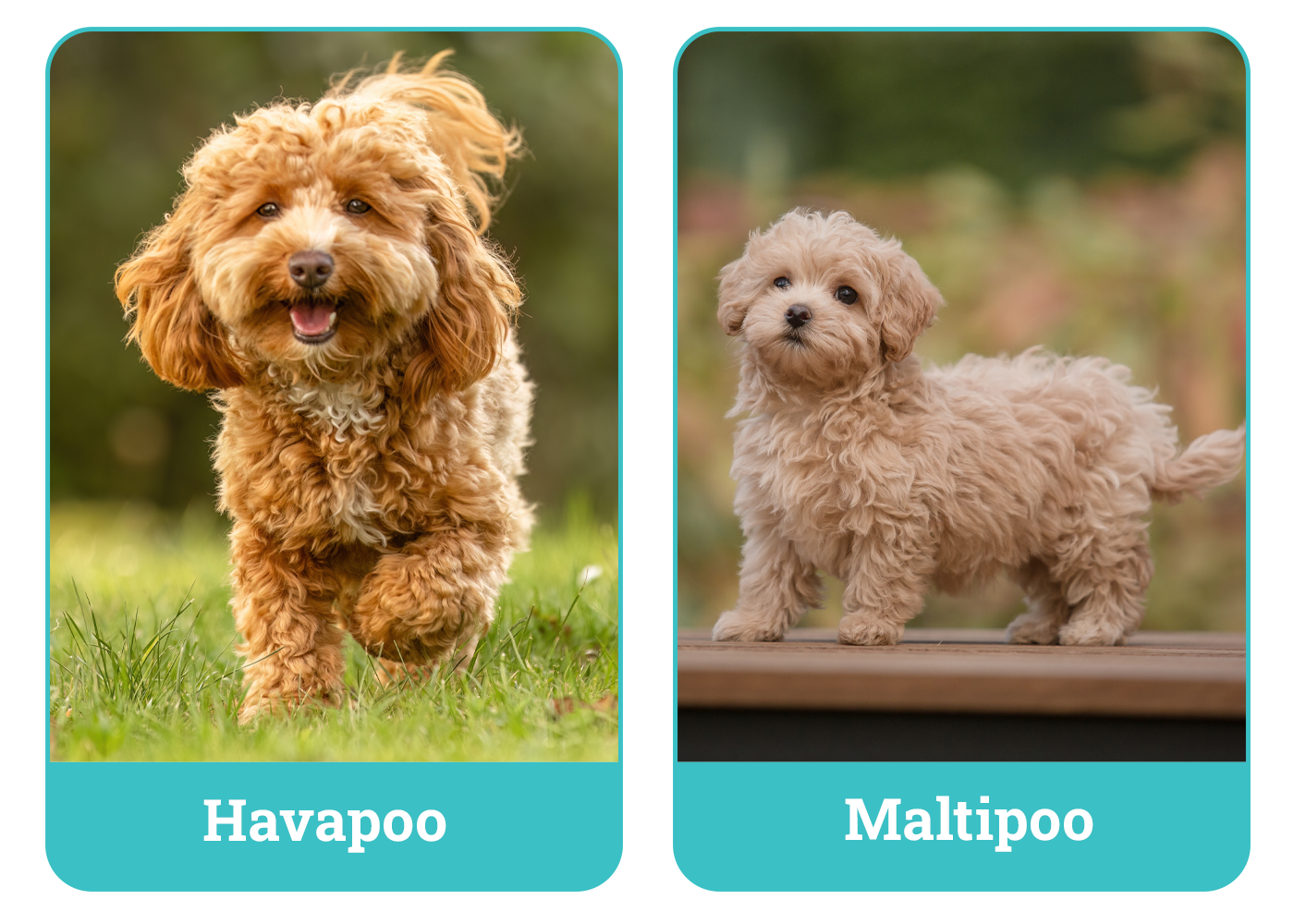 Havapoo vs. Maltipoo