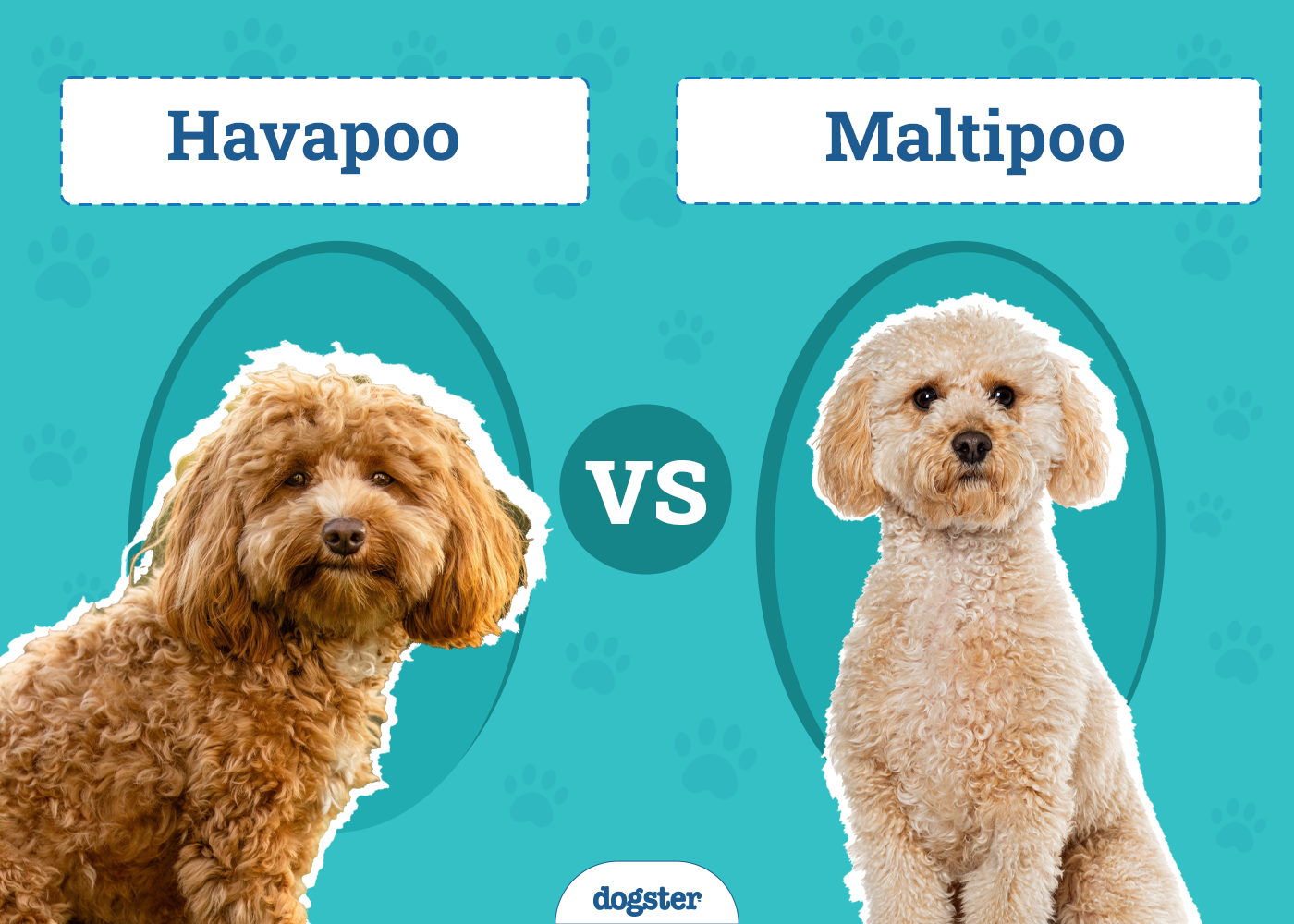 Havapoo vs. Maltipoo