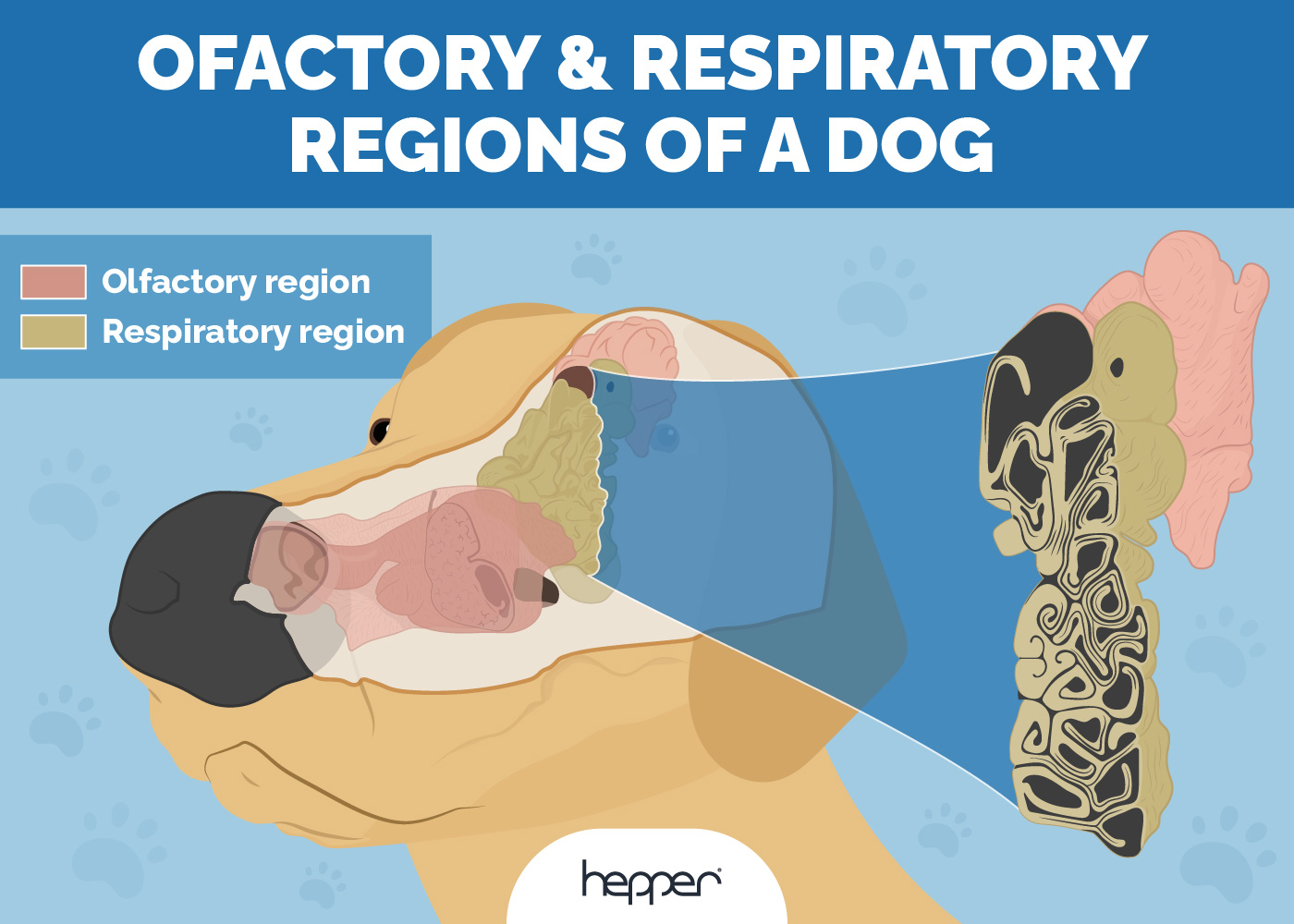 Hepper_Respiratory and Olfactory Regions_v1-2 FINAL_Apr 17 2024