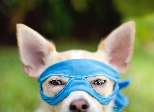 dog wearing mask