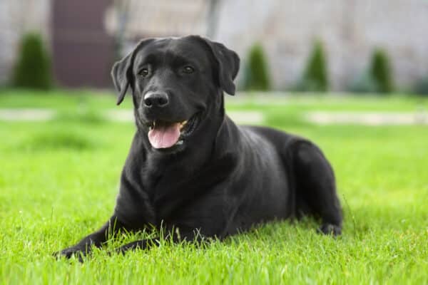 Black Labrador Retriever on the grass