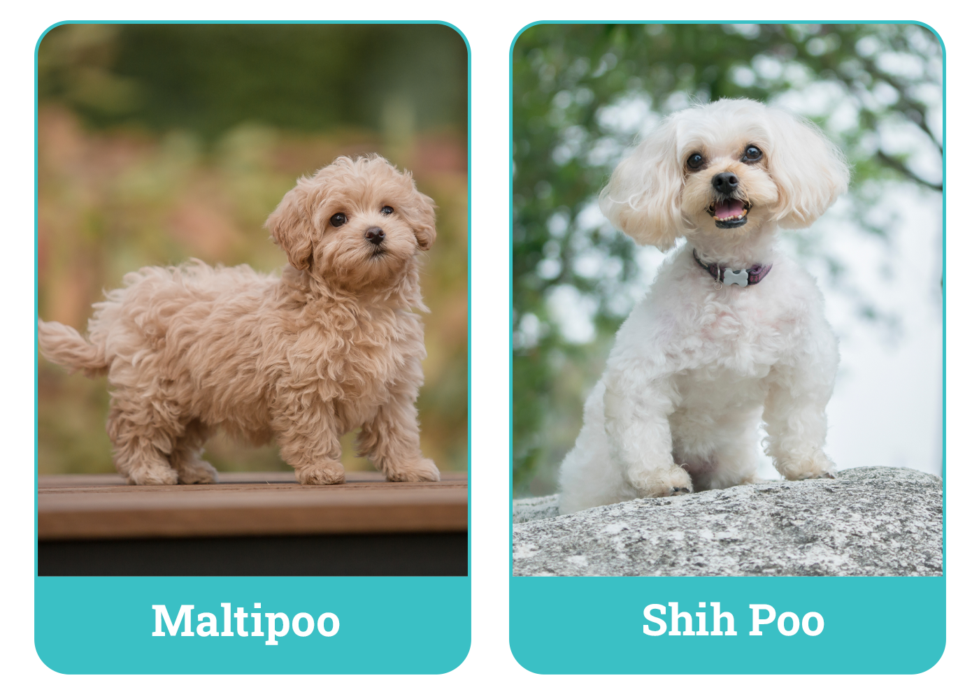 Maltipoo vs Shih Poo