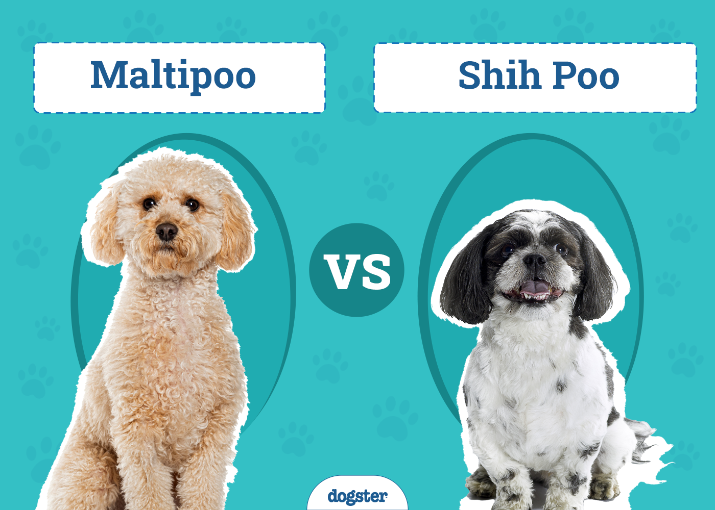 Maltipoo vs Shih Poo