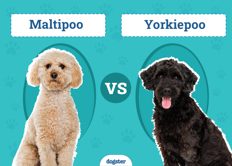 Maltipoo vs Yorkiepoo