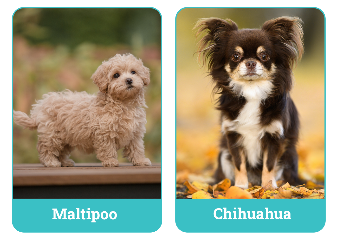 Maltipoo vs. Chihuahua