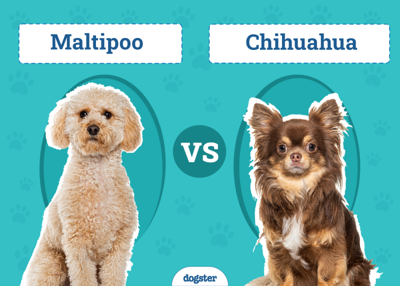 Maltipoo vs. Chihuahua