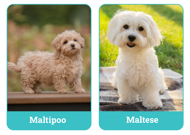 Maltipoo vs. Maltese: What’s the Difference? (With Pictures) – Dogster
